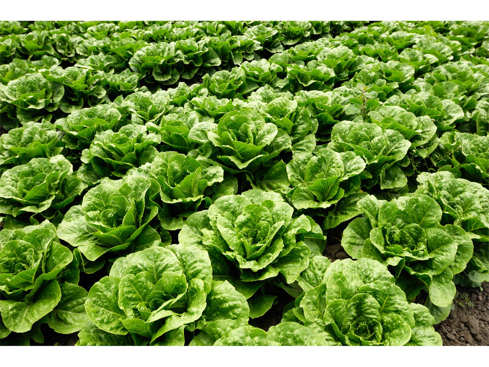 65 هکتار کاهو در مزارع قائم شهر کشت شد /پيش بيني توليد 165 تني