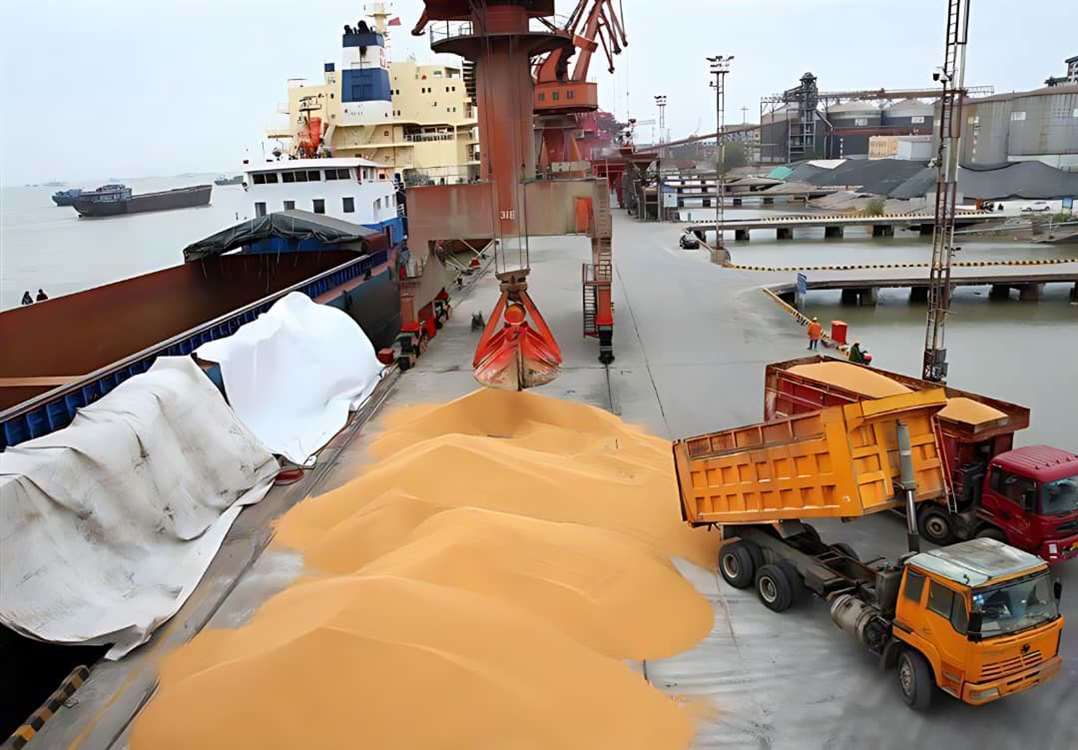 آغاز اجرای مصوبه دولت برای ساماندهی واردات و عرضه نهاده‌های دامی/ استقبال گسترده شرکت‌های وارد کننده