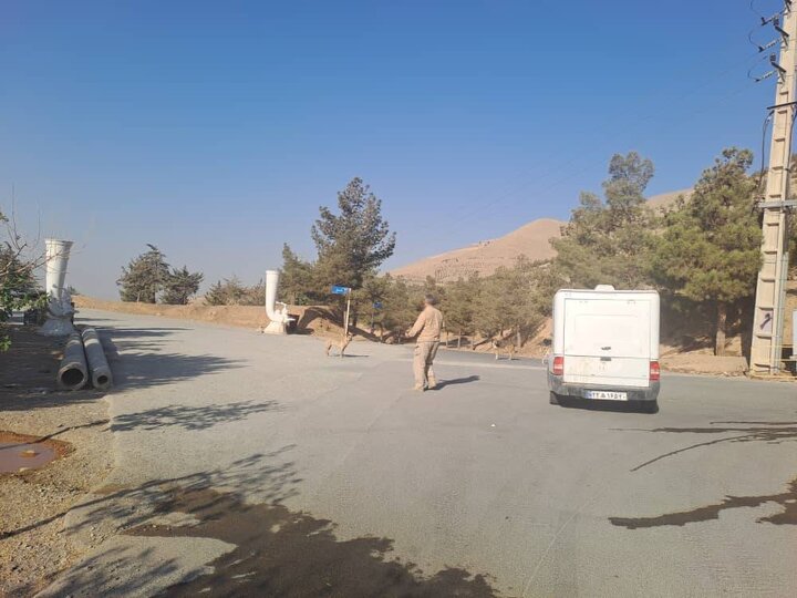 اجراي طرح زنده‌گيري سگ‌هاي بلاصاحب در سه بوستان جنگلي شمال‌غرب تهران