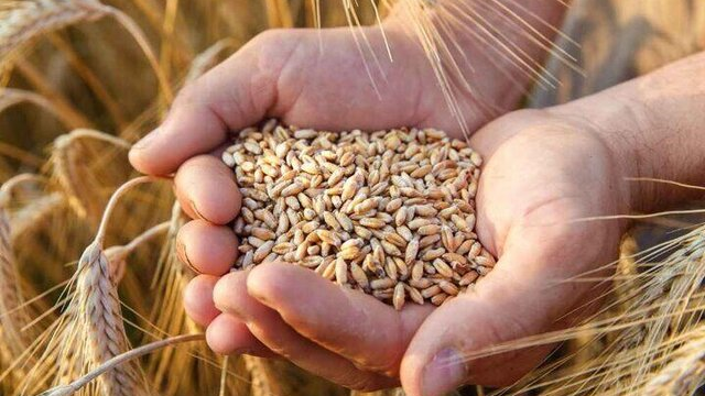 نرخ خرید تضمینی گندم باید واقعی‌سازی شود