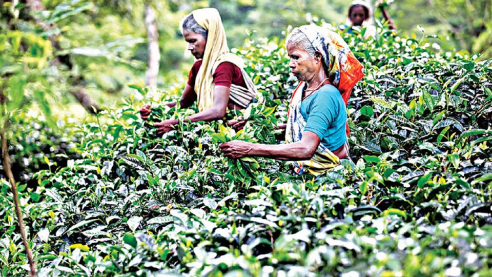 Bleeding in silence: Unheard struggles of Bangladesh’s women tea workers