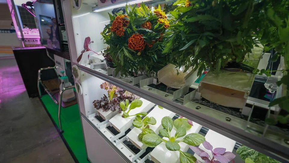 To help indoor vertical farms, Singapore research project aims to optimise crop seeds