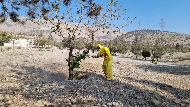 اجراي عمليات سمپاشي درختان توت و نهال‌هاي زبان گنجشک در منطقه 22