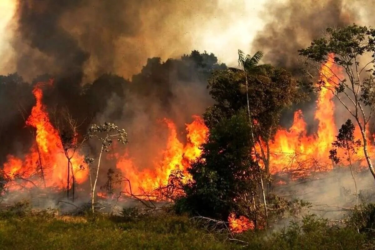 هیرکانی چشم‌انتظار مدیریت یکپارچه بحران است/ تجهیزات اطفای حریق در مازندران کافی نیست