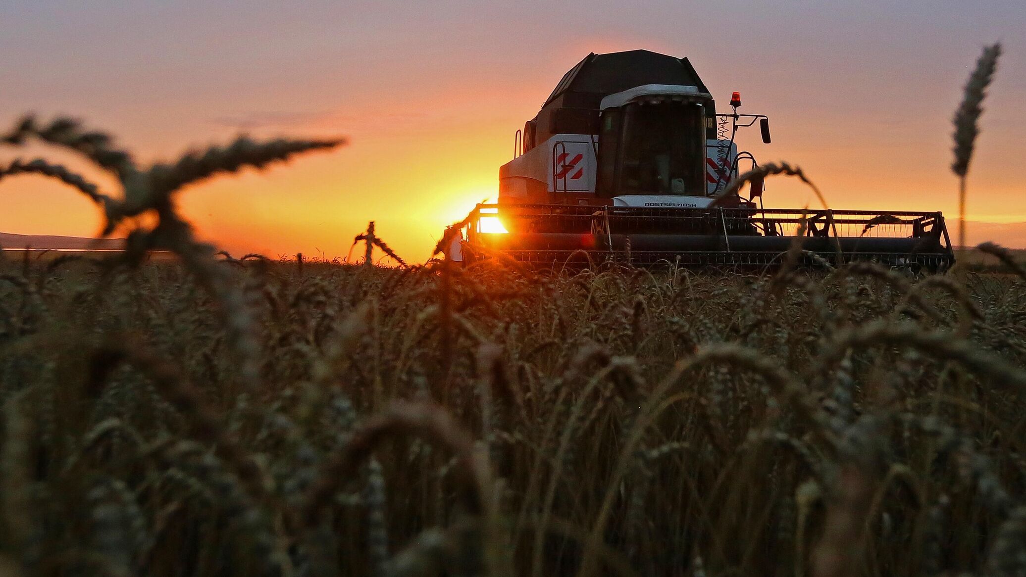 Russia Set for Near-Record Grain Yield in 2025 - Deputy Prime Minister