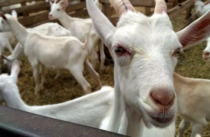 وکاله آریا للأنباء