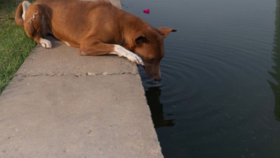 Do we care about animal cruelty? Bangladesh’s disturbing reality