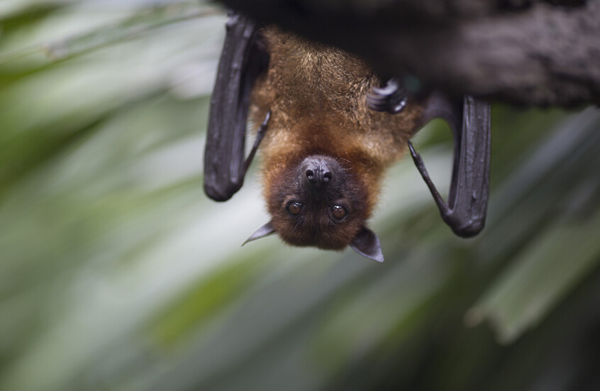 وکاله آریا للأنباء