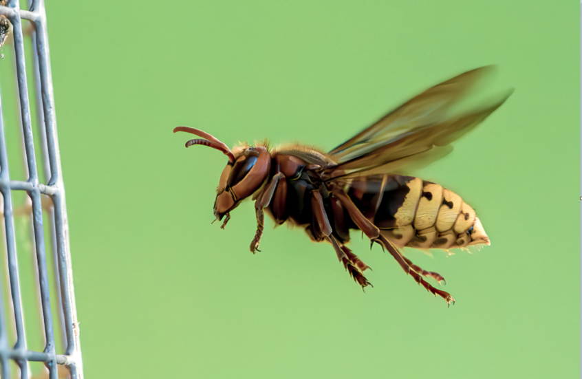 وکاله آریا للأنباء