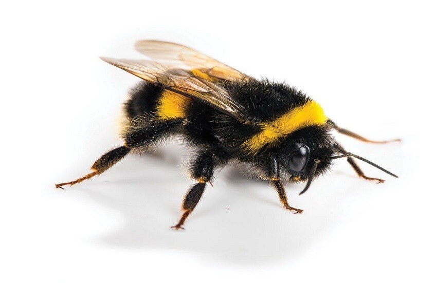 وکاله آریا للأنباء